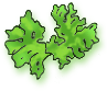 緑藻類